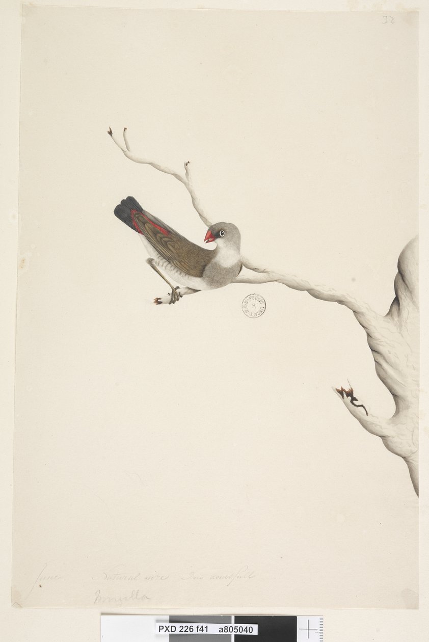 Pagina 41. Fringilla. sopra il titolo in altra mano giugno. Dimensione naturale. Iride dubbia. Diamante codafiamma Stagonopleura guttata, immaturo, 1791-92 da Unknown artist