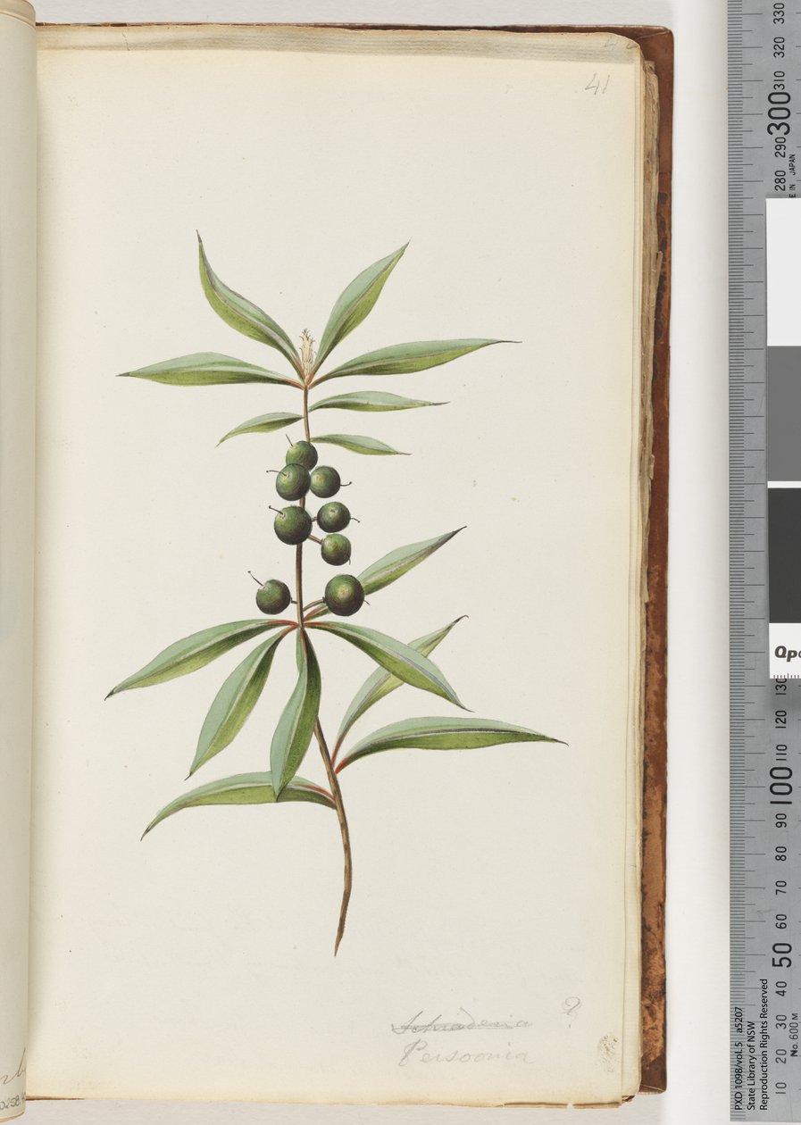 Pagina 41. Schraderia? / Persoonia da Unknown artist