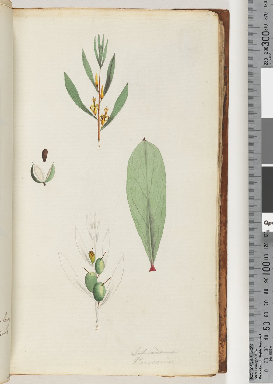 Pagina 42. Schraderia / Persoonia da Unknown artist