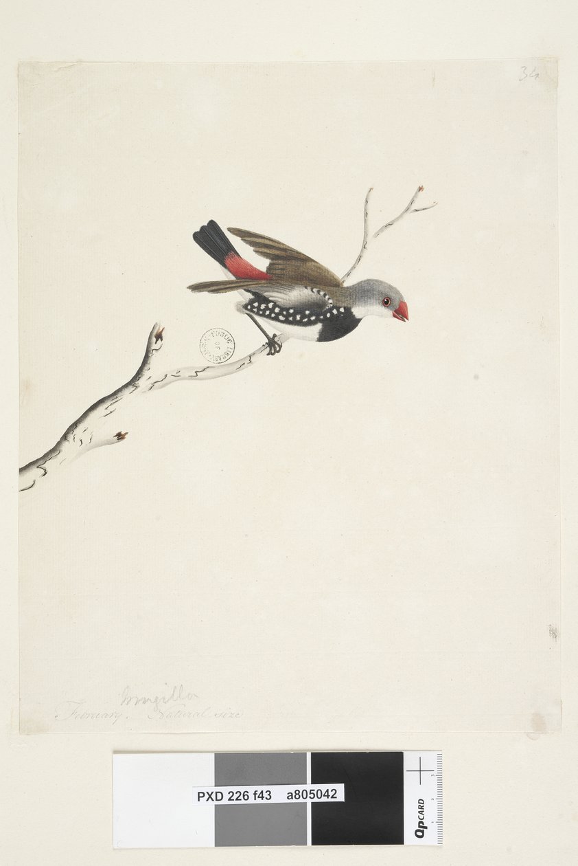 Fringilla. Diamante codalunga Stagonopleura guttata da Unknown artist