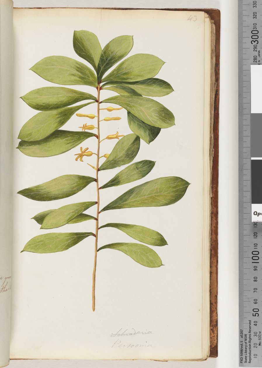 Pagina 43. Schraderia / Persoonia da Unknown artist