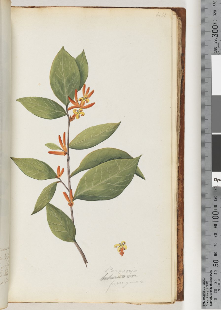 Pagina 44. Persoonia / Schraderia ferruginea da Unknown artist