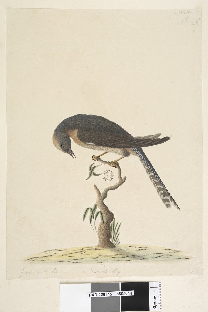 Cuculus. Cuculo ventaglio Cacomantis pyrrhophanus da Unknown artist