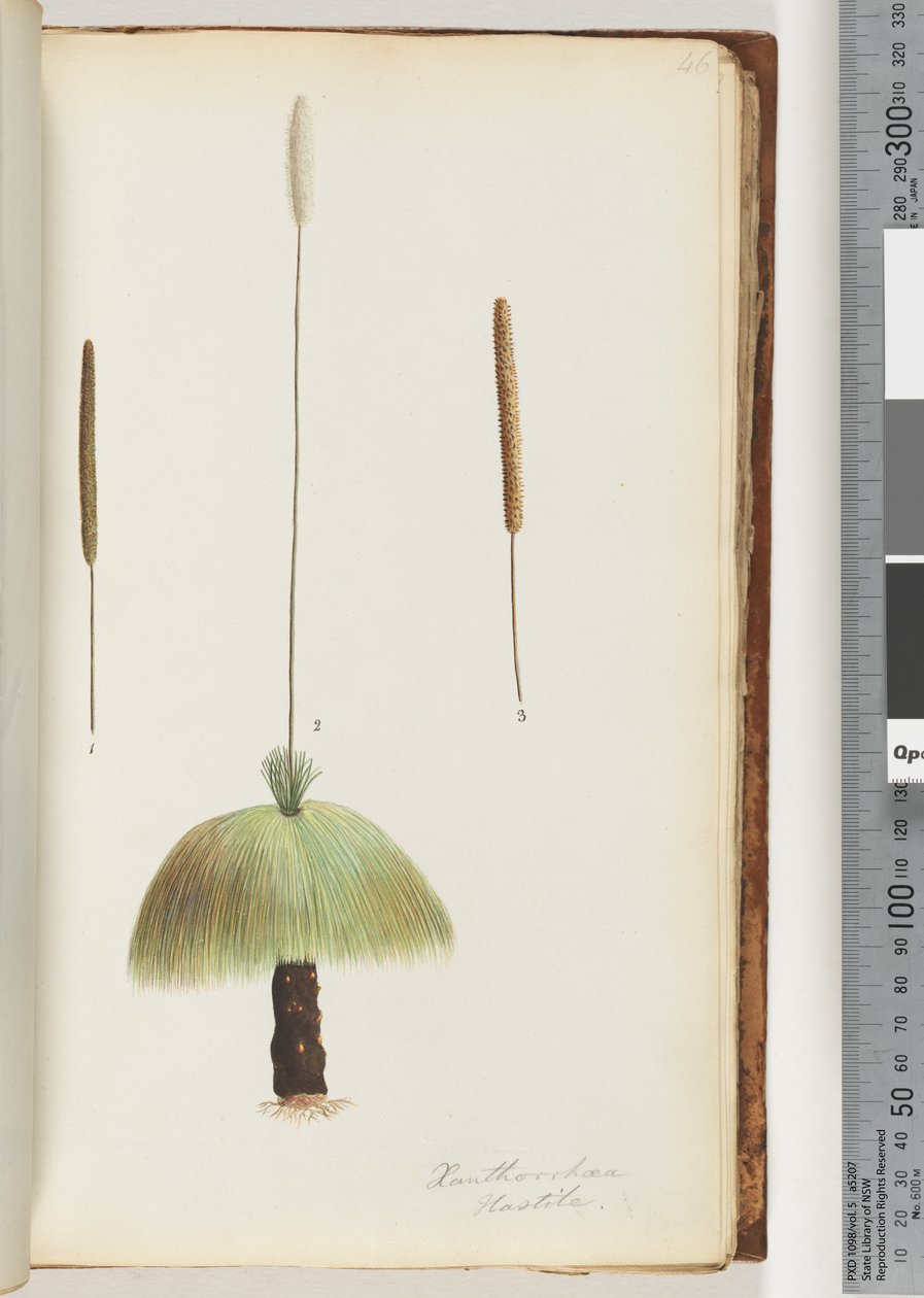 Pagina 46. Xanthorrhoea Hastile Albero d