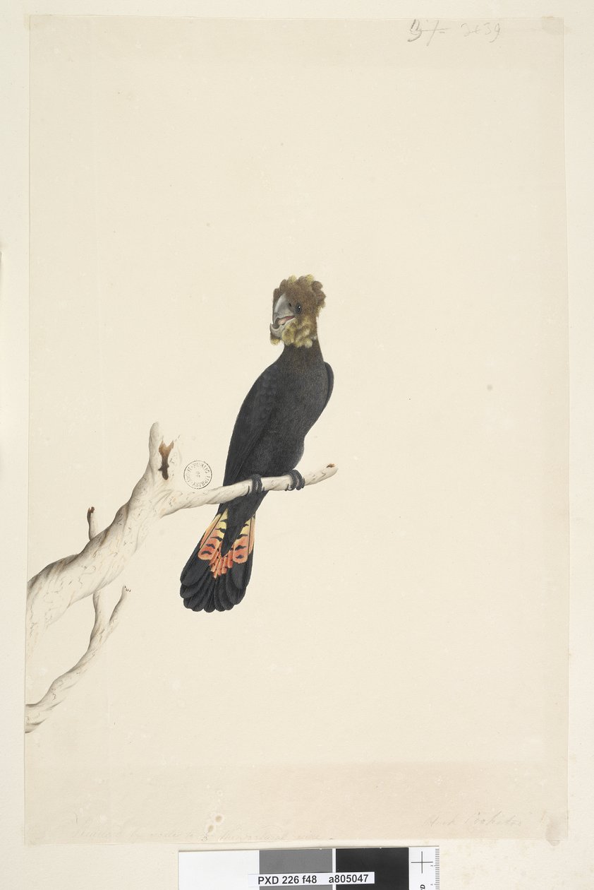 Pagina 48. Cacatua nero lucido Calyptorhynchus lathami, femmina da Unknown artist
