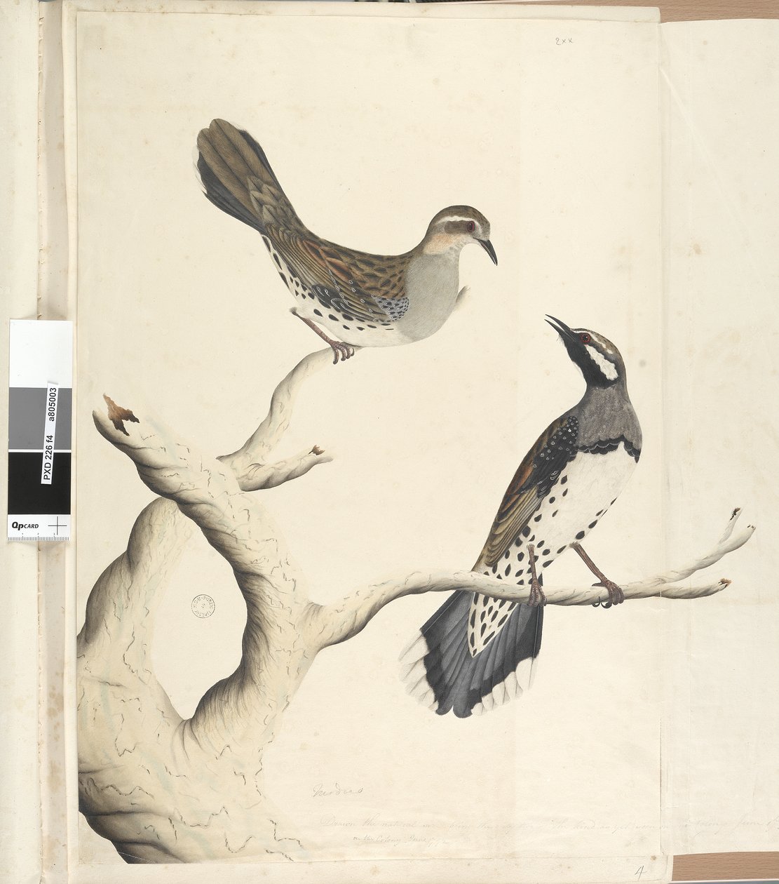 Pagina 4. Turdus. in una mano diversa Disegnato a grandezza naturale essendo gli unici due del genere finora visti nella Colonia, Giugno 1792 Quaglia Macchiata Cinclosoma punctatum da Unknown artist