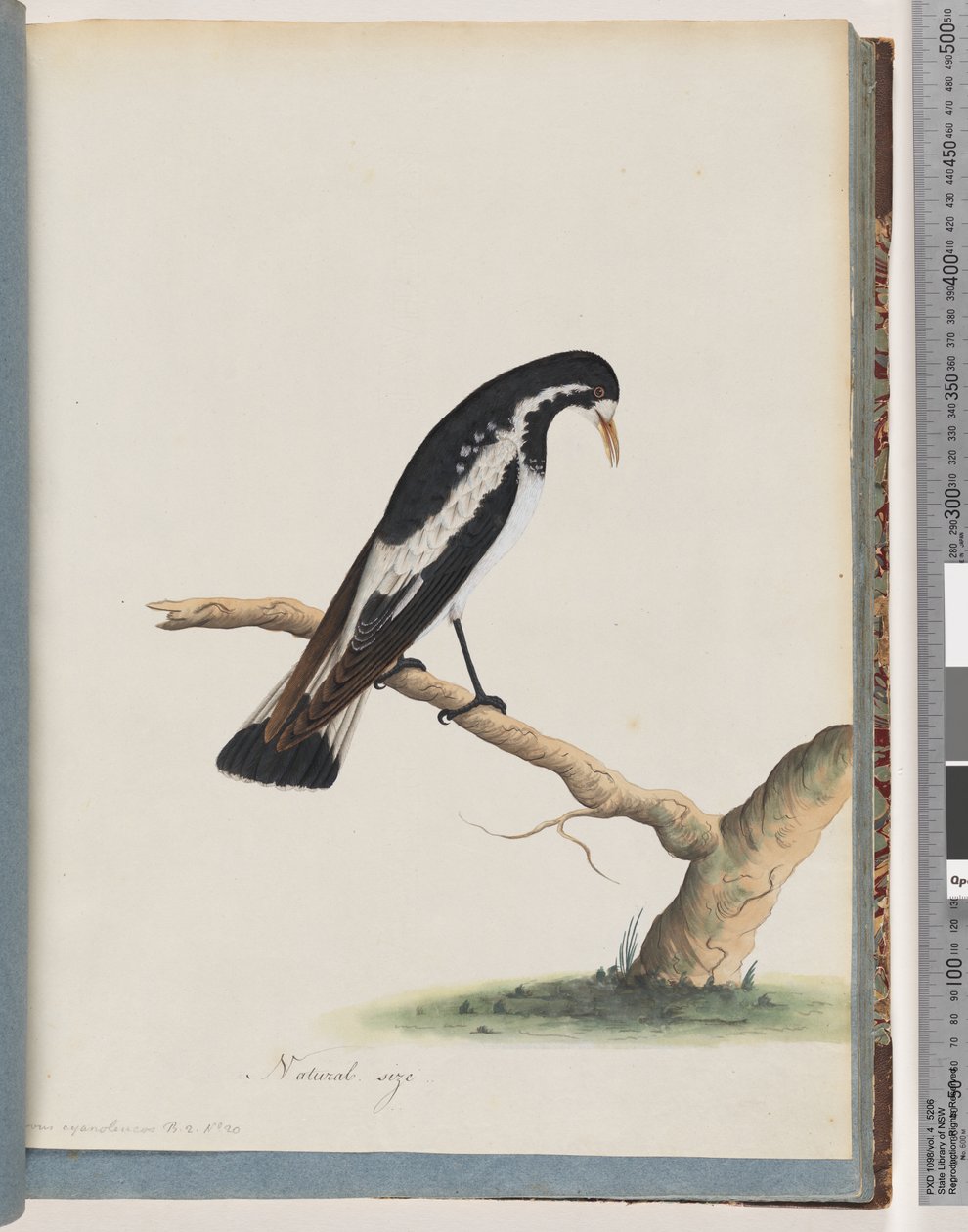 Pagina 50. Gazza-lark. Corvus cyanoleucos da Unknown artist