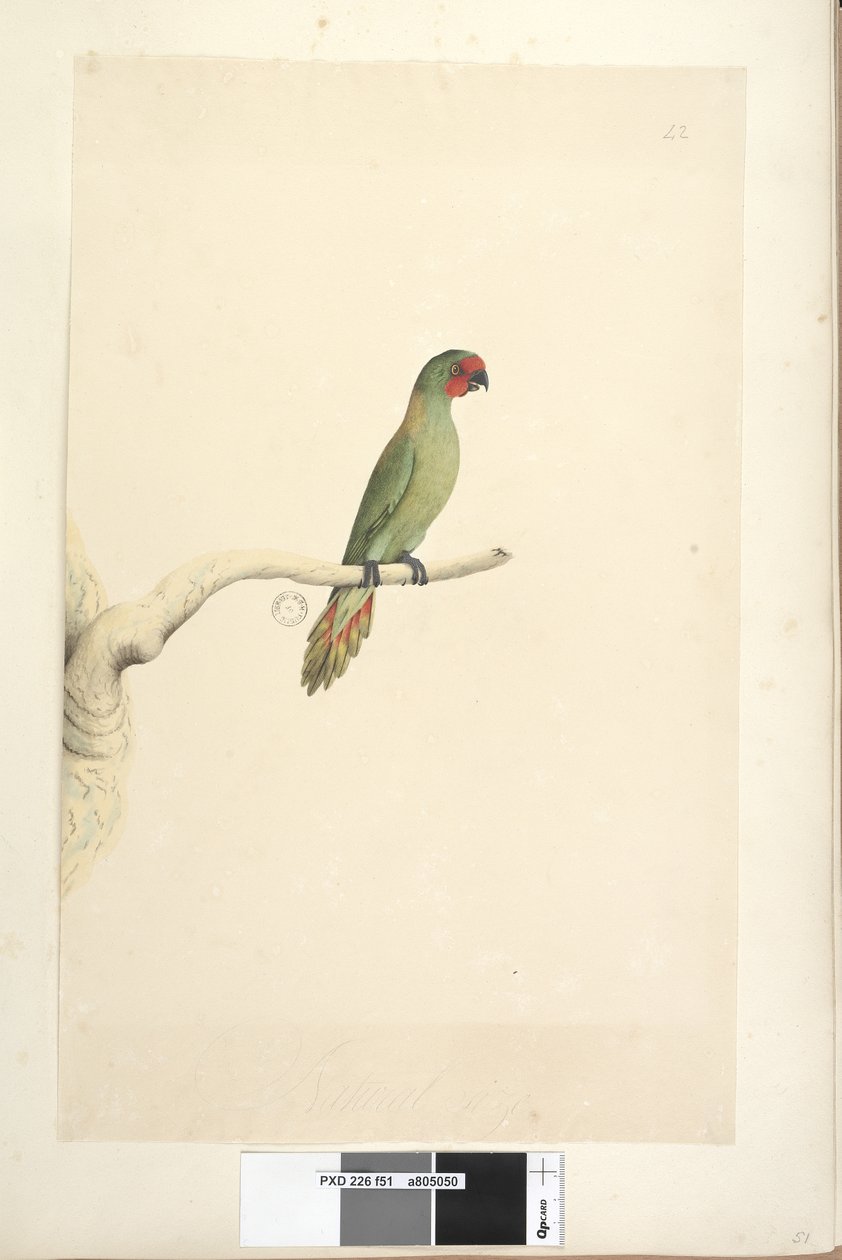 Pagina 51. Glossopsitta pusilla, 1791-92 da Unknown artist