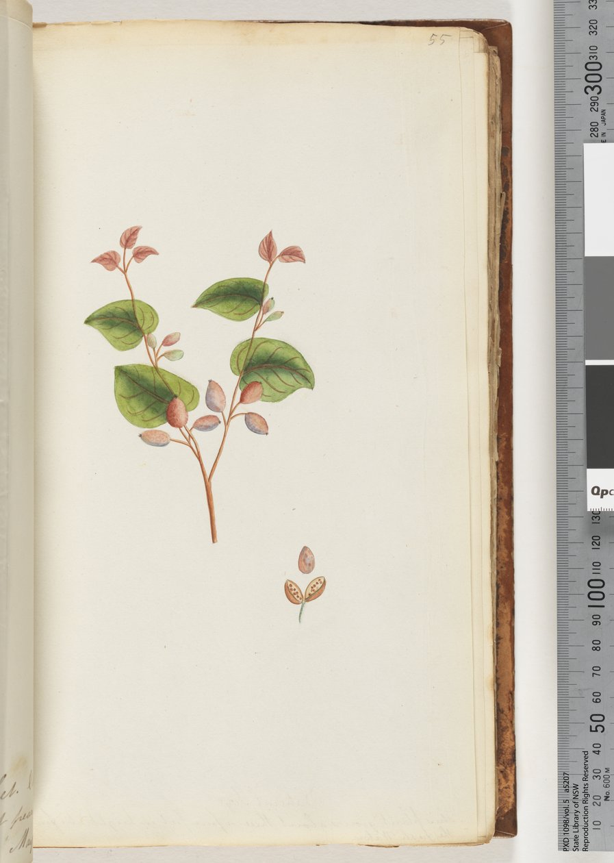 Pagina 55. Pianta non identificata da Unknown artist