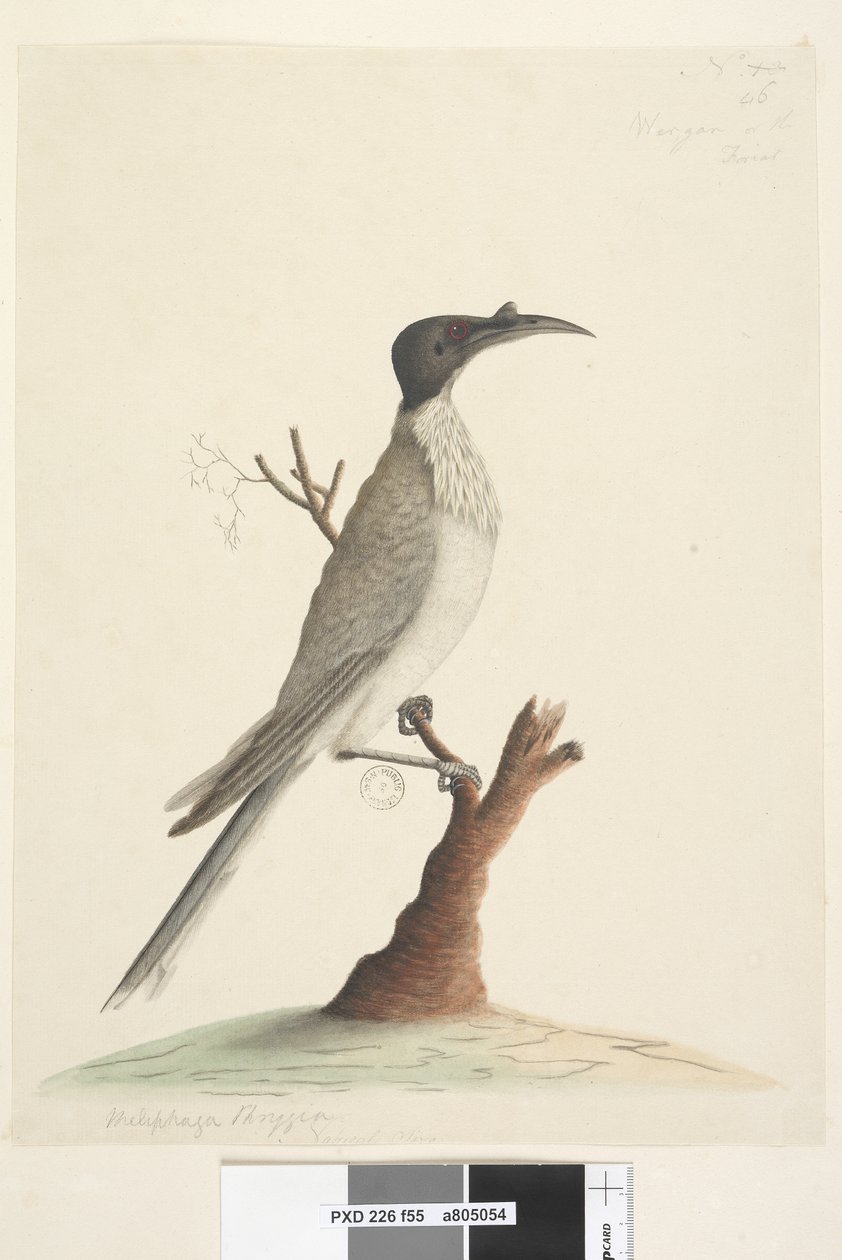 Pagina 55. Noisy Friarbird Philemon corniculatus, 1791-92 da Unknown artist