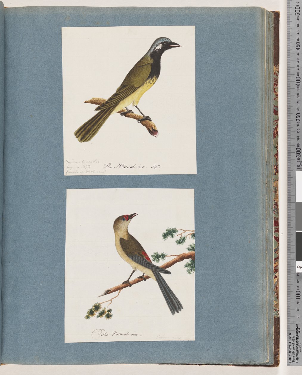 Pagina 56. Uccello non identificato. Turdus leucotis. 57. Fringuello dalle sopracciglia rosse. Turdus nuovo da Unknown artist