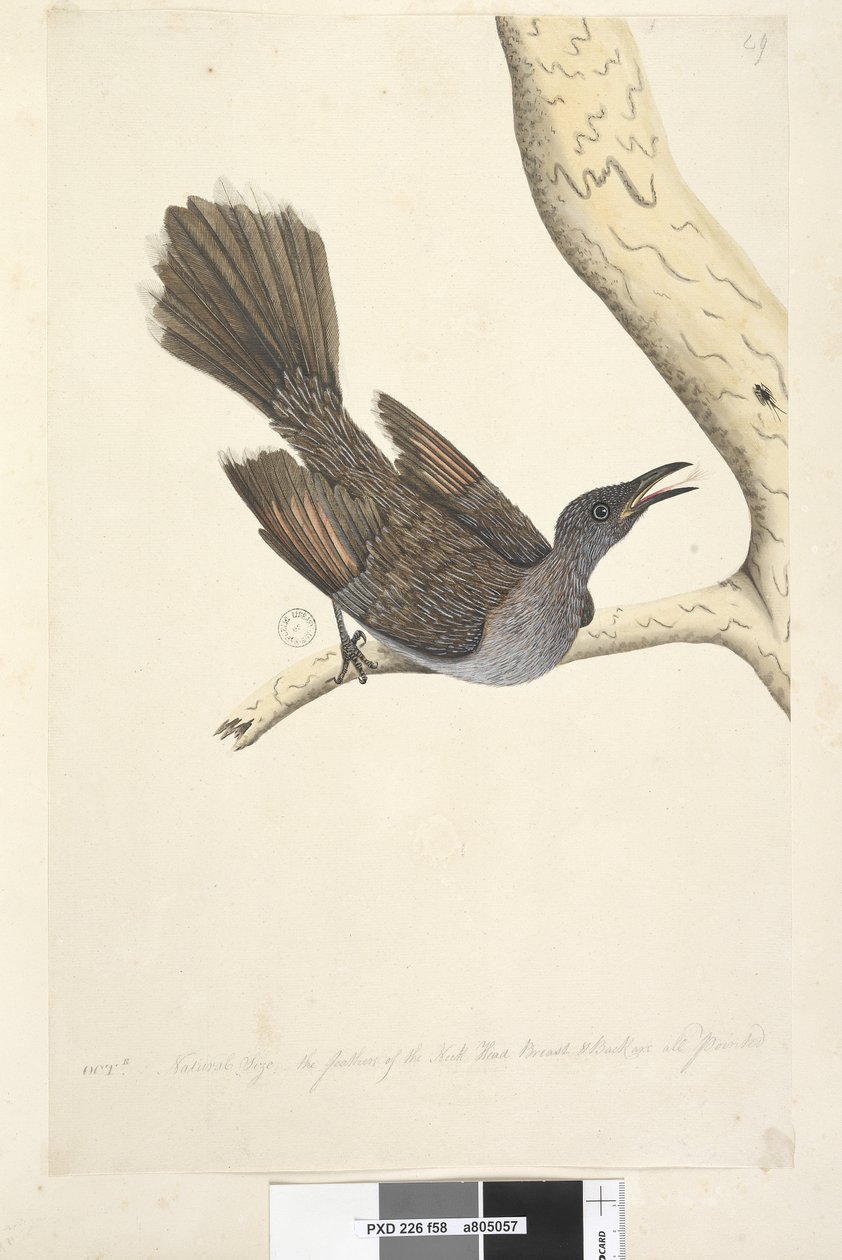 Pagina 58. Brush Wattle, Bird Anthochaera chrysoptera, 1791-92 da Unknown artist