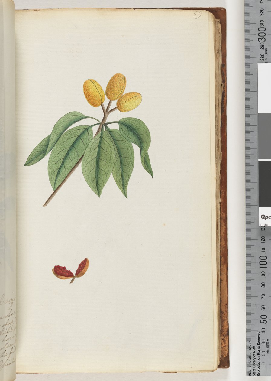 Pagina 59. Pilospermum mapon da Unknown artist