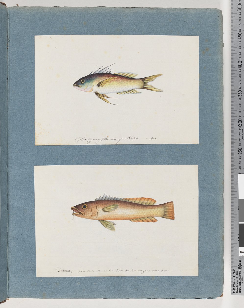 Pesce non identificato da Unknown artist