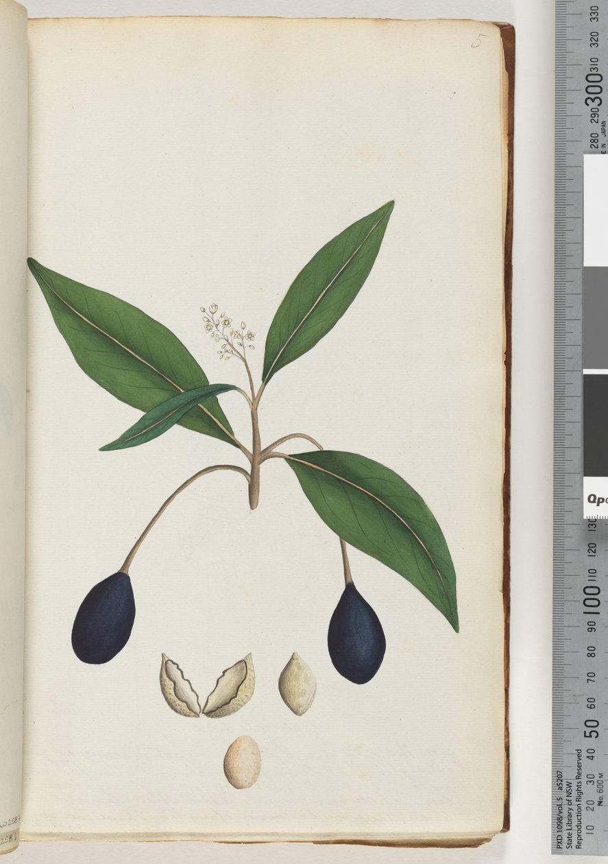Pagina 5. Pianta non identificata da Unknown artist
