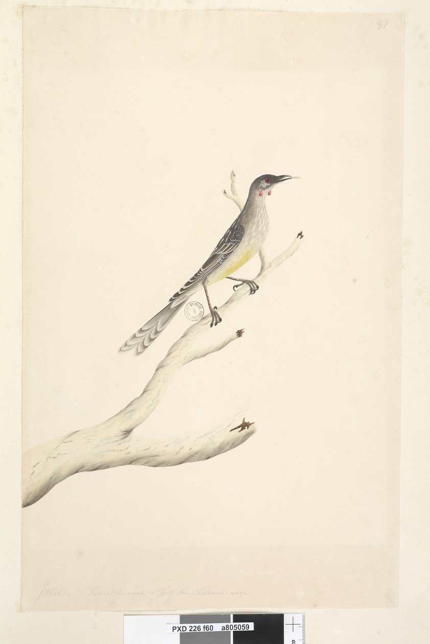 Uccello caruncolato rosso Anthochaera carunculata da Unknown artist