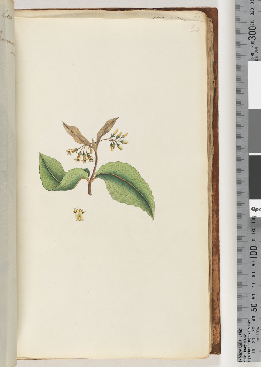 Pagina 60. Pianta non identificata da Unknown artist