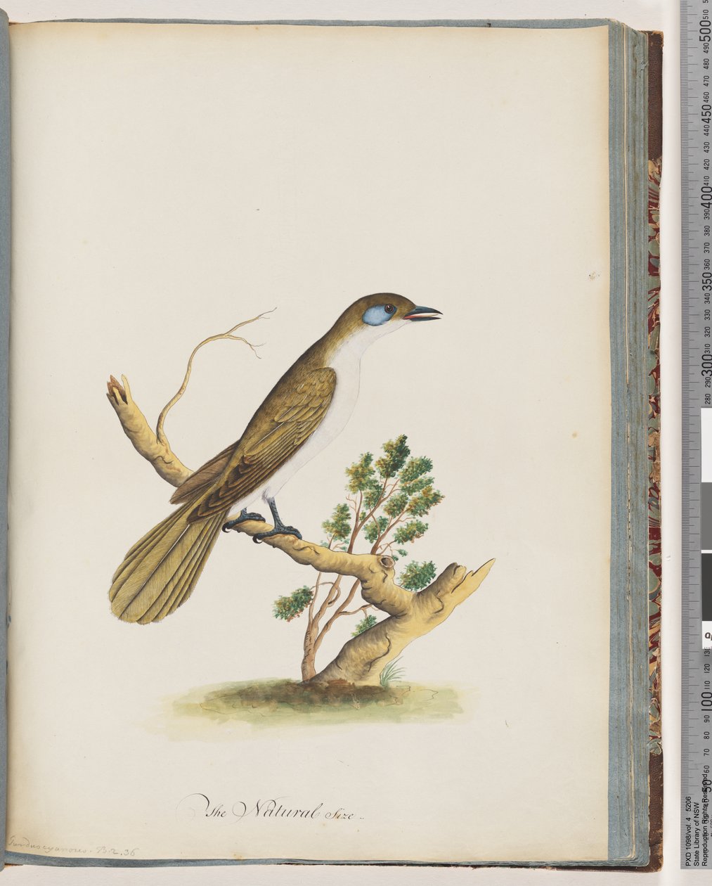 Pagina 61. Mielefaccia blu. Turdus cyanoris. Tordo dalle guance blu da Unknown artist
