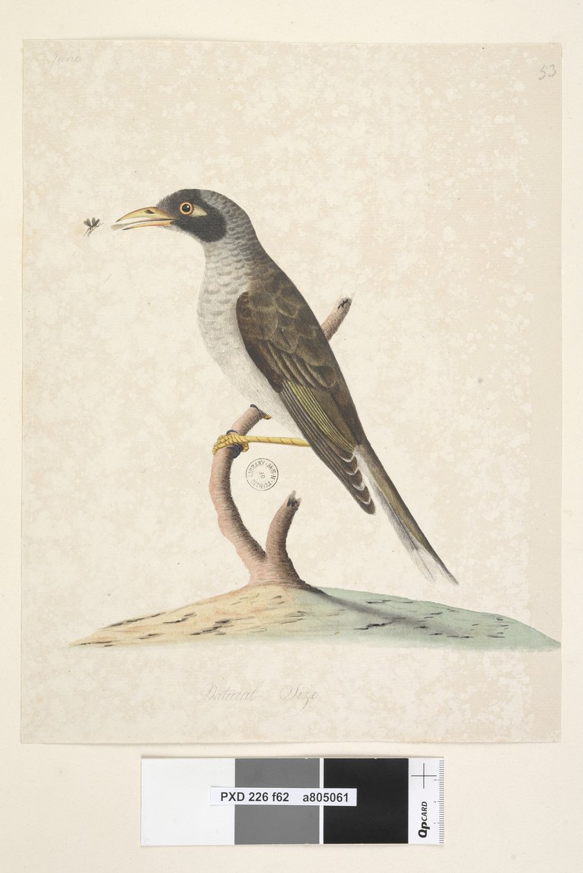 Pagina 62. Giugno. Dimensione naturale. Minatore rumoroso Myzantha melanocephala, 1791-92 da Unknown artist