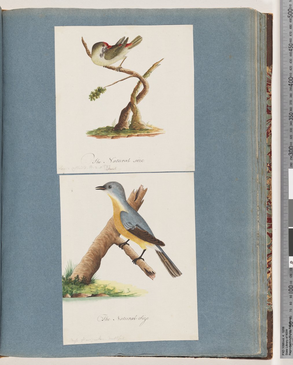 Pagina 62. Fringuello dalle sopracciglia rosse. Loxia astrild. 63. Uccello non identificato. Muscicapa flavigastra da Unknown artist
