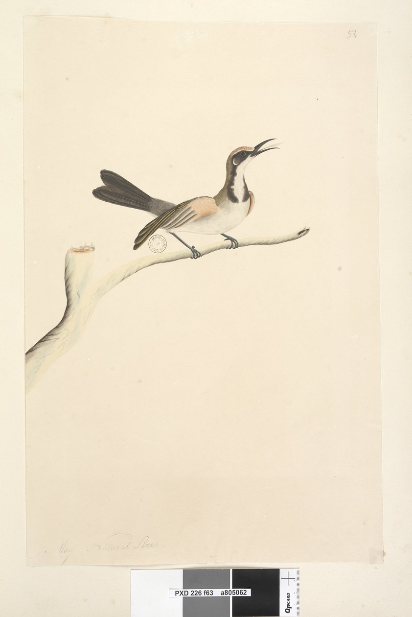 Pagina 63. Maggio. Dimensione naturale. Meliore dalla corona fulva Phylidonyris melanops, 1791-92 da Unknown artist