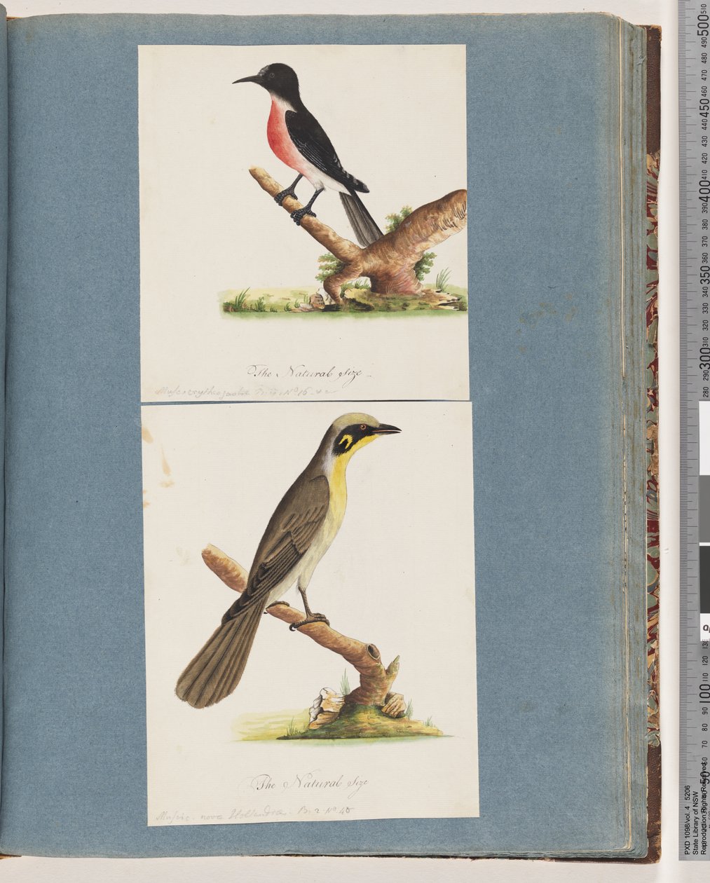 Pettirosso scarlatto. Musca crythrogastra. Melifago ciuffo giallo. Muscicapa novae Hollandiae da Unknown artist