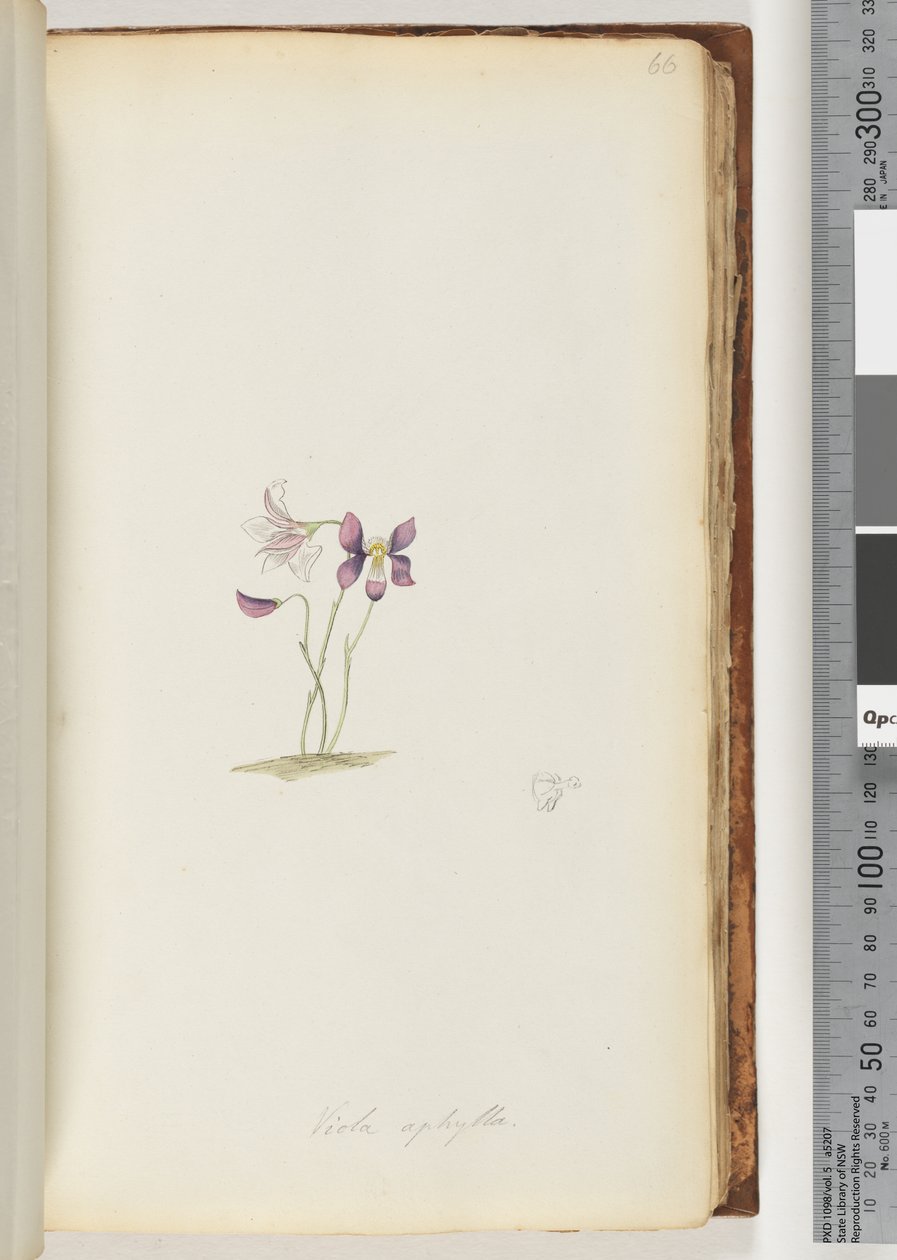Pagina 66. Viola aphylla / Viola selvatica da Unknown artist