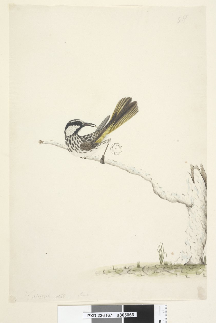 Melifago guance bianche Phylidonyris nigra da Unknown artist