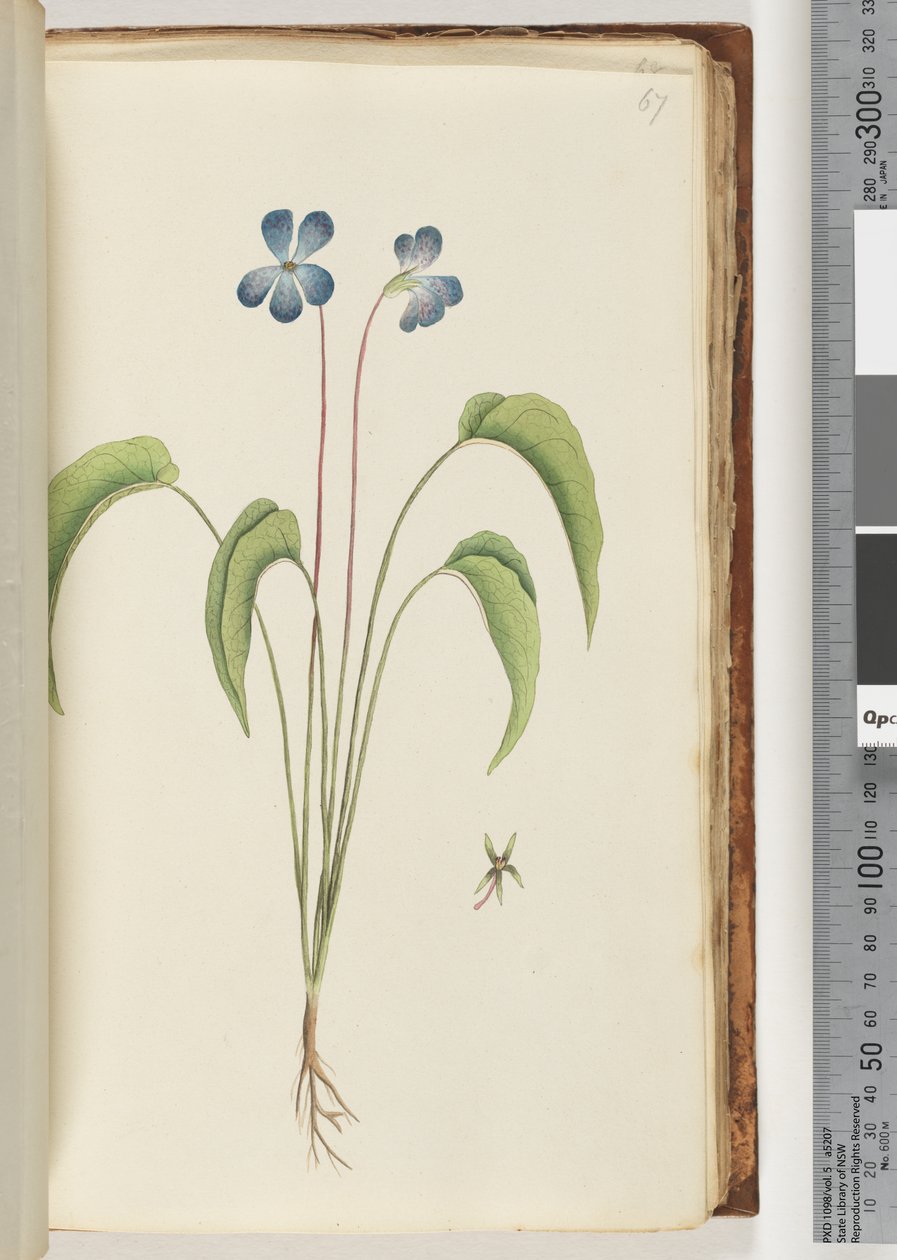 Pagina 67. Pianta non identificata da Unknown artist