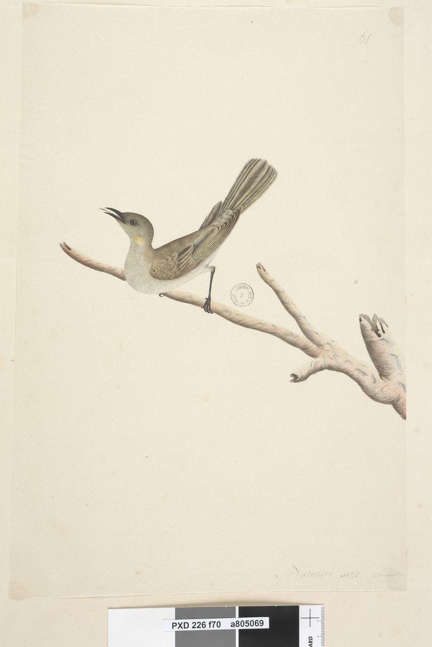 Pagina 70. Honeyeater Fuscous di agosto Lichenostomus fuscus, 1791-92 da Unknown artist