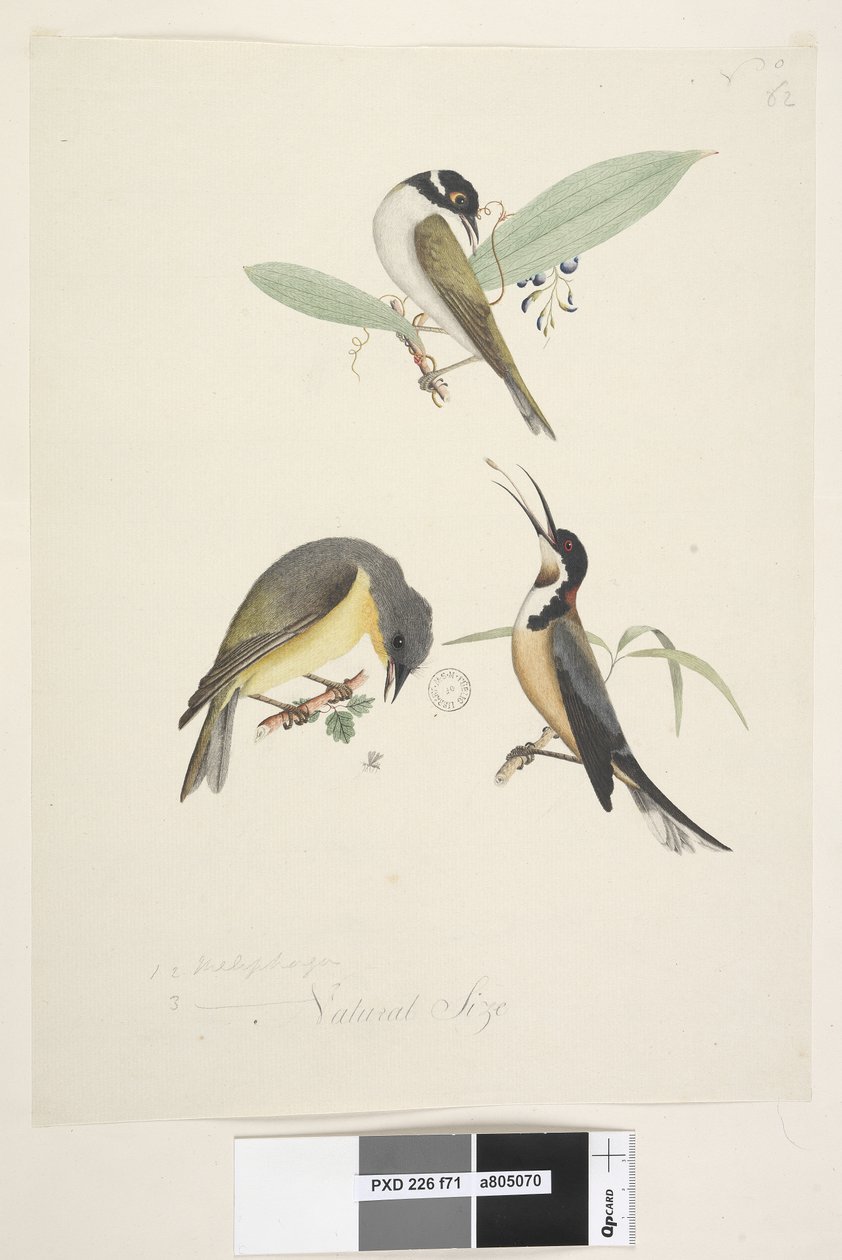 Pagina 71. Meliphaga da Unknown artist
