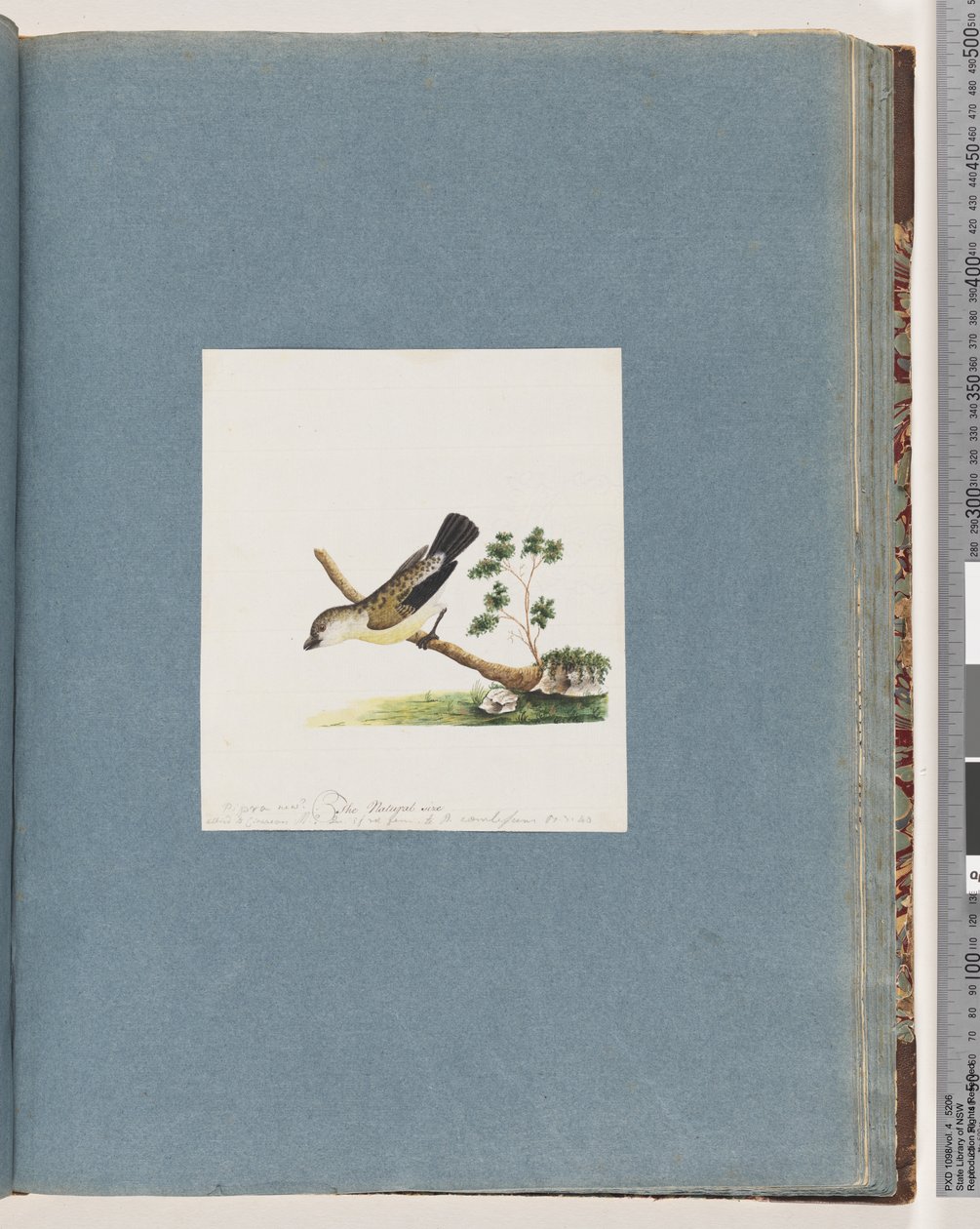 Pagina 71. Uccello non identificato. Pipra nuovo da Unknown artist