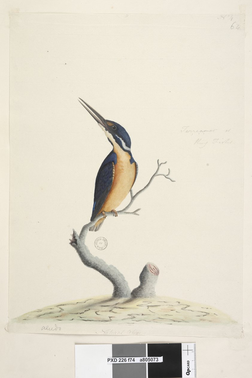 Pagina 74. Alcedo. Dimensione naturale Alcedo azurea, 1791-92 da Unknown artist