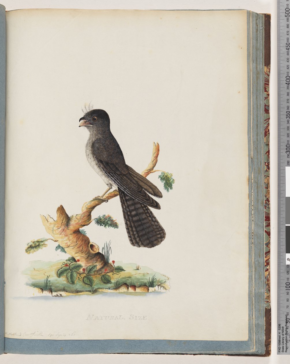 Pagina 75. Uccello non identificato. Caprimulgo di Nuova Olanda da Unknown artist