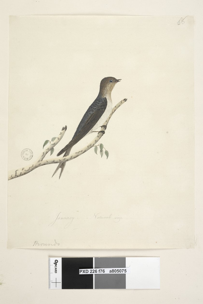 Pagina 76. Hirundo. Swallow di benvenuto Hirundo neoxena, 1791-92 da Unknown artist