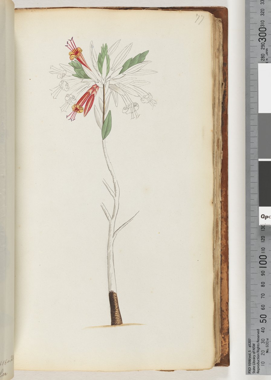 Pagina 77. Nessuna iscrizione, disegno incompiuto da Unknown artist