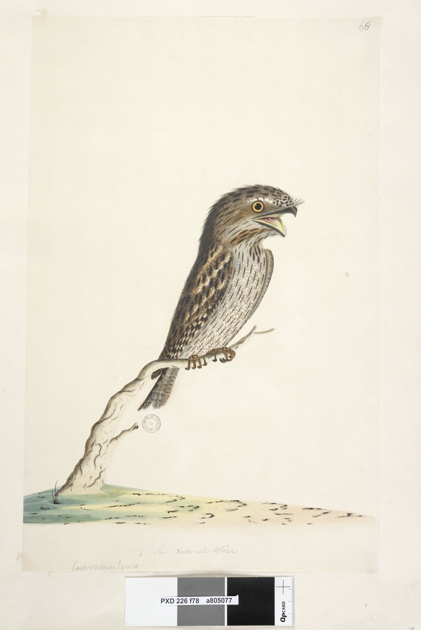 Pagina 78. Caprimulgus. Tawny Frogmouth Podargus strigoides, 1791-92 da Unknown artist
