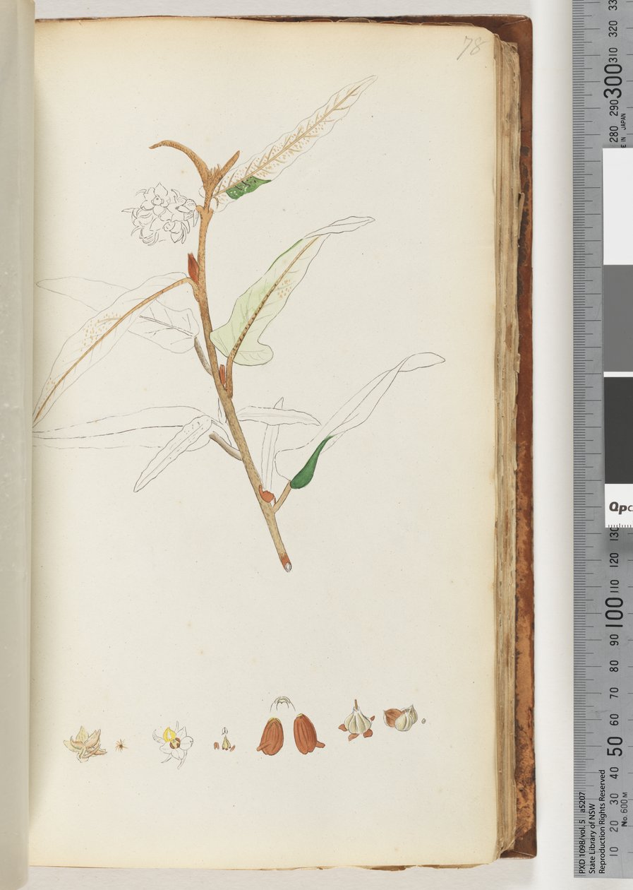 Pagina 78. Nessuna iscrizione, disegno non finito da Unknown artist