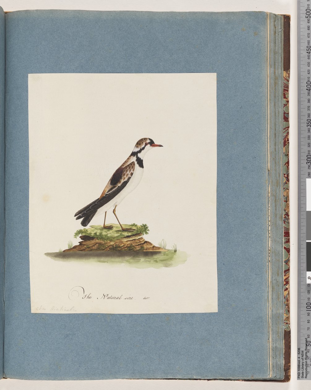 Piviere fronte nera. Charadrius Hiaticula da Unknown artist