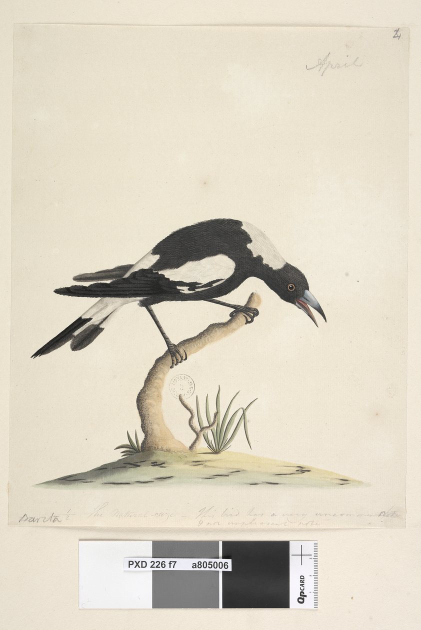 Pagina 7. Barita. 1/2 della dimensione naturale. Questo uccello ha un canto molto insolito e non sgradevole. Gazza dal dorso nero Gymnorhina tibicen, 1791-92 da Unknown artist