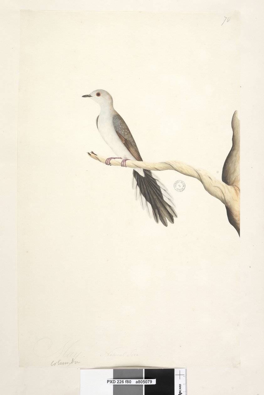 Pagina 80. Columba da Unknown artist