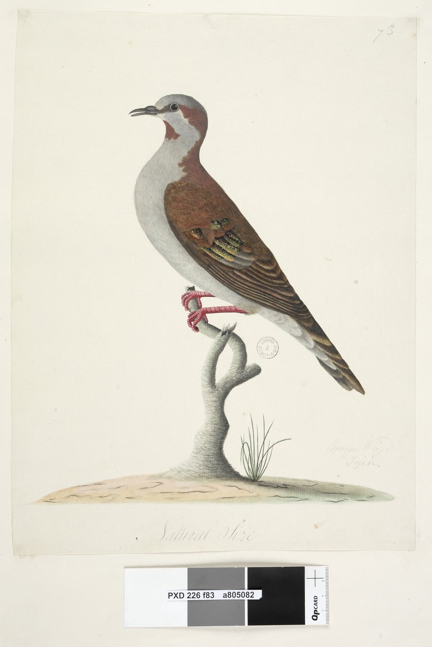 Pagina 83. Piccione dalle ali di bronzo Phaps elegans da Unknown artist