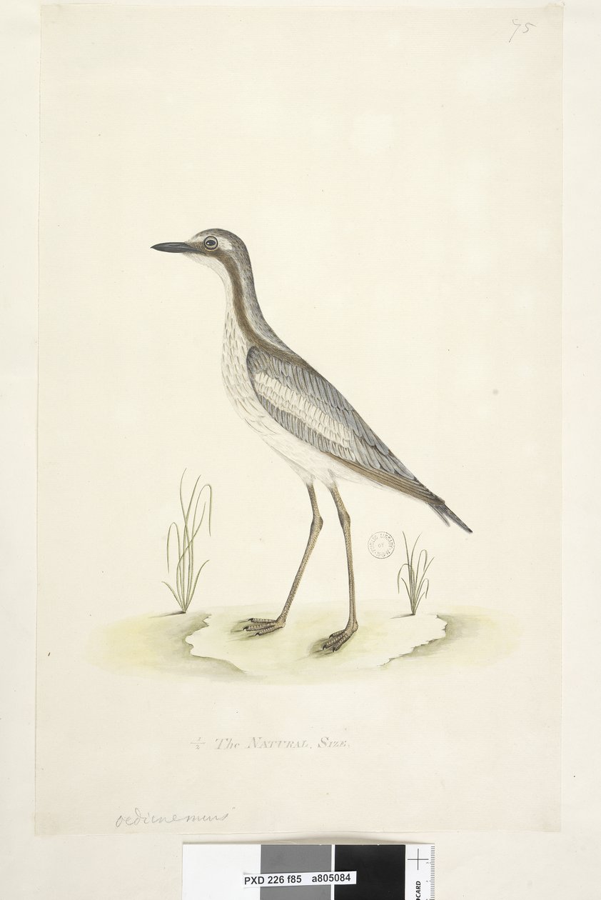 Pagina 85. Oedicnemus. al centro inferiore in altra mano 1/2 della dimensione naturale. Occhione meridionale Burhinus magnirostris, 1791-92 da Unknown artist