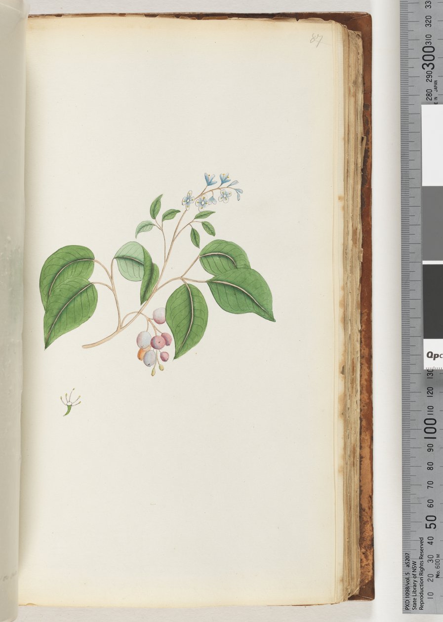 Pagina 87. Pianta non identificata da Unknown artist