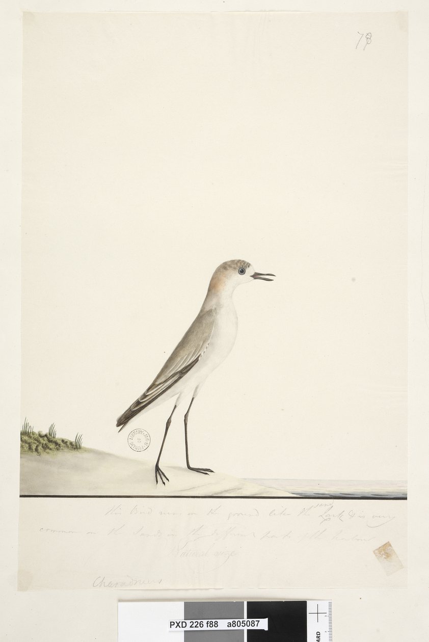 Pagina 88. Charadrius. Dotterel dal cappuccio rosso Charadrius alexandrinu da Unknown artist