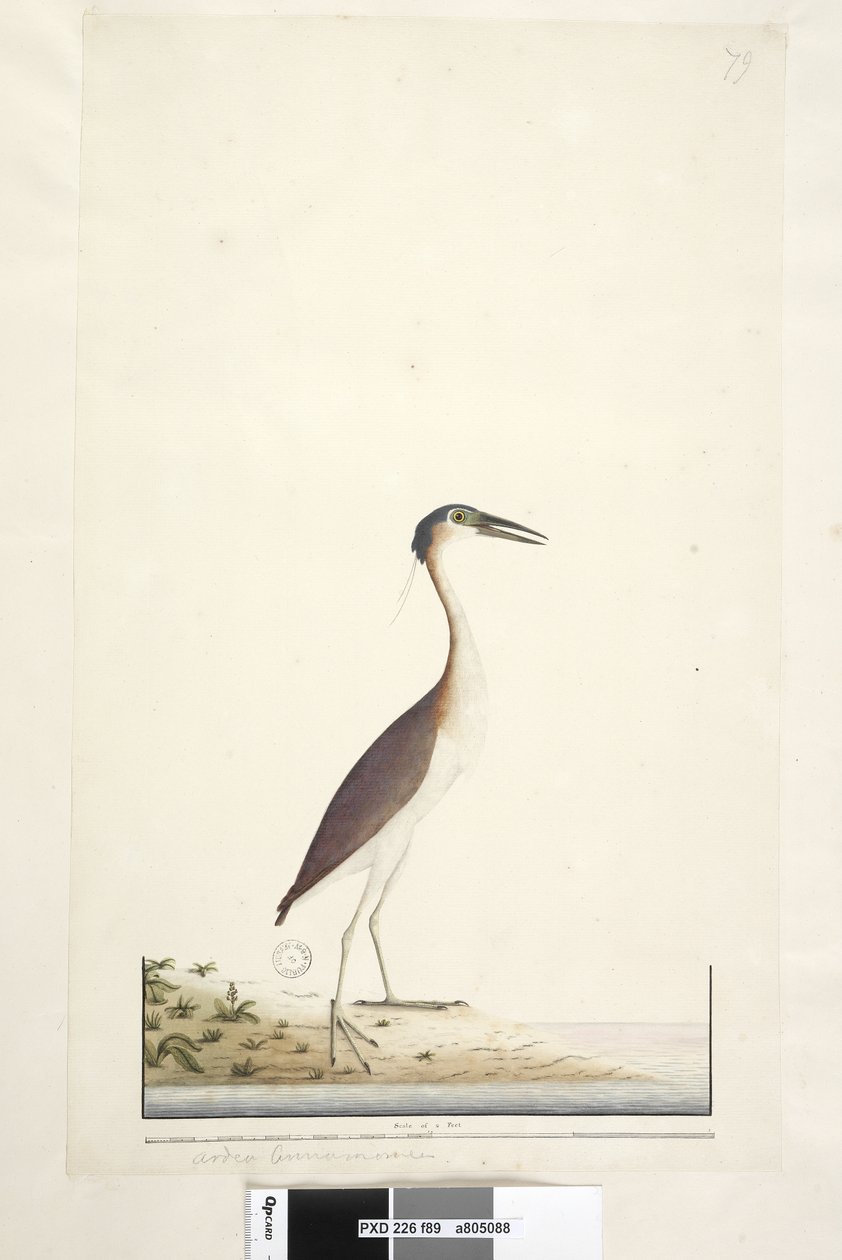 Pagina 89. Ardea ..?.. Nankeen Night, Airone Nycticorax caledonicus, 1791-92 da Unknown artist