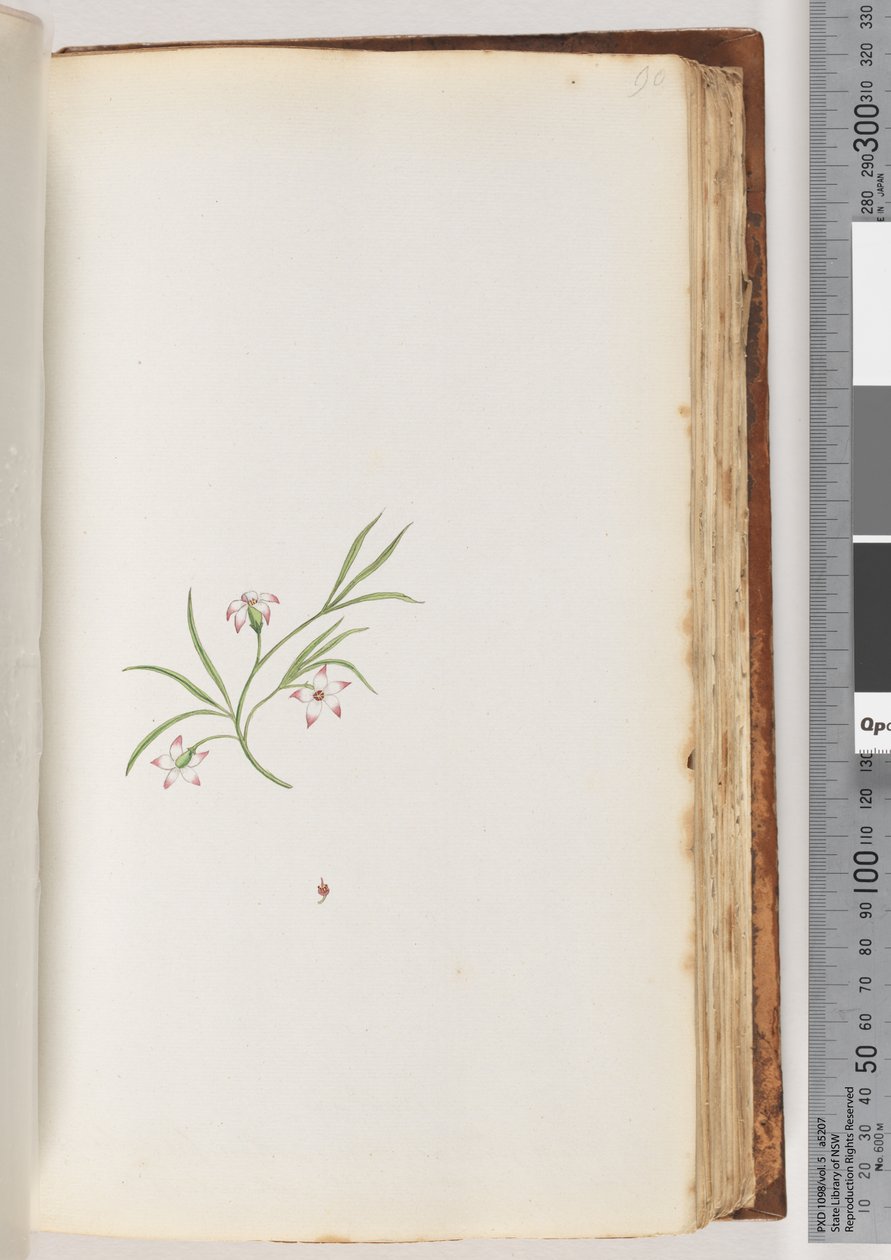 Pagina 90. Pianta non identificata da Unknown artist