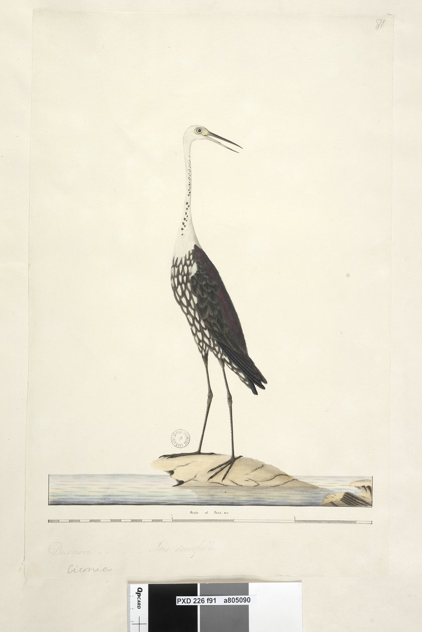 Ciconia. Airone dal collo bianco Ardea pacifica da Unknown artist