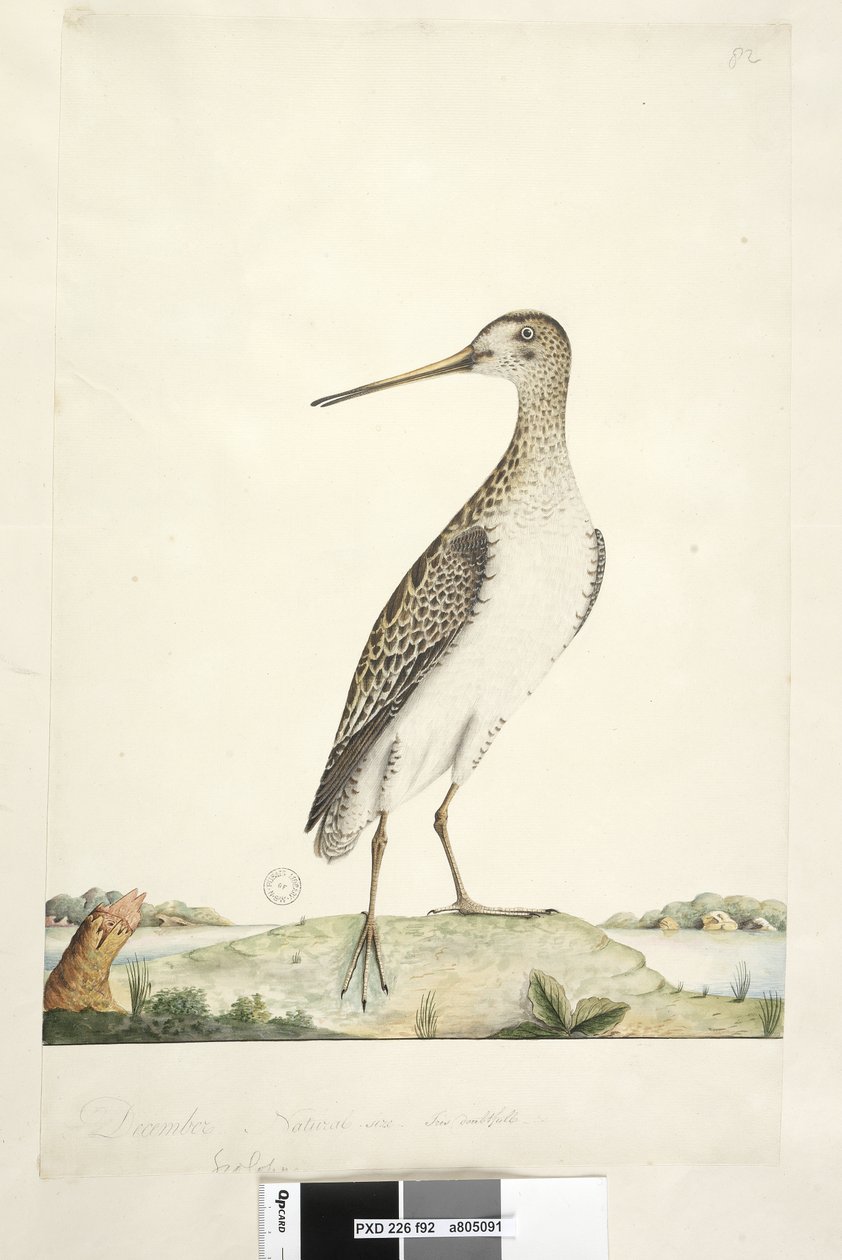 Pagina 92. Gallinago hardwicki, 1791-92 da Unknown artist