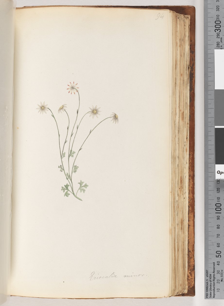 Pagina 94. Eriocalia minor da Unknown artist